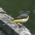 Wagtail Bombycillidae => => Bombycilla garrulus
