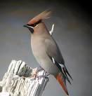 Cinclus cinclus =>Νεροκότσυφας =>White-throated