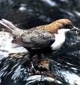 troglodytes =>Τρυποφράχτης =>Winter Wren