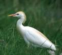 Ardeola ralloides =>Κρυπτοτσικνιάς =>Squacco