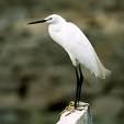 Egretta gularis =>Μαυροτσικνιάς =>Western Reef
