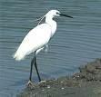 Egret Ardea alba =>Αργυροτσικνιάς =>Great Egret
