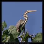 Ardea purpurea =>Πορφυροτσικνιάς =>Purple Heron