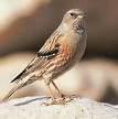 Prunella collaris =>Χιονοψάλτης =>Alpine