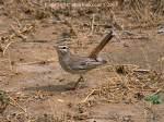 =>Rufous-tailed Scrub Robin Erithacus rubecula