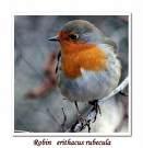 luscinia =>Τσιχλαηδόνι =>Thrush Nightingale