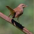 Nightingale Luscinia svecica =>Γαλαζολαίμης