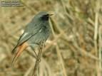 Phoenicurus ochruros =>Καρβουνιάρης =>Black Redstart