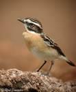 torquata =>Μαυρολαίμης =>Stonechat Oenanthe isabellina