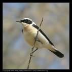 Oenanthe pleschanka =>Παρδαλοπετροκλής =>Pied Wheatear Oenanthe