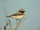 =>Ερημοπετροκλής =>Desert Wheatear Oenanthe finschii =>Πετροκλής του