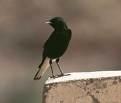 Μαυροπετροκλής =>Whitetailed Wheatear Oenanthe leucura