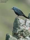Monticola solitarius