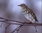 Thrush Zoothera dauma