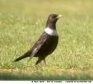 Turdus torquatus =>Χιονότσιχλα