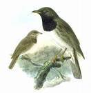 =>Κότσυφας =>Blackbird Turdus