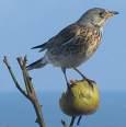 =>Dark-throated Thrush Turdus