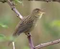 =>Ψευταηδόνι =>Cetti's Warbler Cisticola juncidis