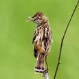 =>Θαμνοτριλιστής =>Common Grasshopper Warbler Locustella
