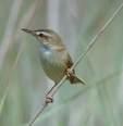 Acrocephalus paludicola =>Νεροποταμίδα