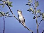 =>Χωραφοποταμίδα =>Paddyfield Warbler