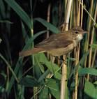 =>Marsh Warbler Acrocephalus scirpaceus