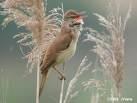 Acrocephalus arundinaceus