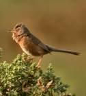 Hippolais caligata =>Θαμνοστριτσίδα =>Booted Warbler Hippolais olivetorum