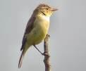 Warbler Hippolais polyglotta =>Ορφεοστριτσίδα =>Melodious Warbler Sylvia sarda