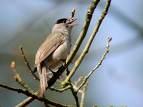 Sylvia rueppelli =>Μουστακοτσιροβάκος =>Rüppell's Warbler