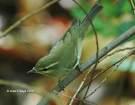 Warbler Sylvia nisoria =>Ψαλτοτσιροβάκος =>Barred Warbler