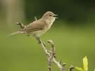 communis =>Θαμνοτσιροβάκος =>Common Whitethroat Sylvia borin