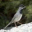 =>Μαυροσκούφης =>Blackcap Phylloscopus trochiloides