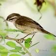 Phylloscopus inornatus =>Γραμμοφυλλοσκόπος =>Yellow-browed Warbler Phylloscopus