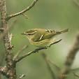 =>Βουνοφυλλοσκόπος =>Eastern Bonelli's Warbler Phylloscopus sibilatrix