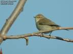 =>Common Chiffchaff Phylloscopus trochilus =>Θαμνοφυλλοσκόπος =>Willow Warbler