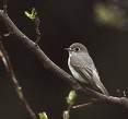 Muscicapa dauurica =>Καστανομυγοχάφτης