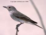 =>Σταχτομυγοχάφτης =>Spotted Flycatcher
