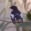 =>Red-breasted Flycatcher Ficedula