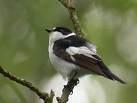 =>Semi-collared Flycatcher Ficedula