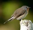 Flycatcher Ficedula hypoleuca