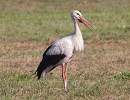 =>Χαλκόκοτα =>Glossy Ibis Platalea leucorodia