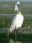 PHOENICOPTERIFORMES => => Phoenicopteridae => =>