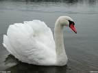 Flamingo ANSERIFORMES => => Anatidae => => Cygnus