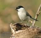 Aegithalos caudatus =>Αιγίθαλος