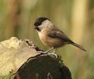 Parus palustris =>Καστανοπαπαδίτσα