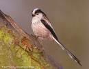 =>Κλειδωνάς =>Sombre Tit Parus