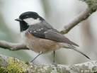 Tit Parus cristatus