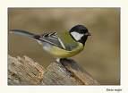 Parus ater =>Ελατοπαπαδίτσα =>Coal