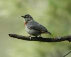 =>Δεντροτσομπανάκος =>Wood Nuthatch Sitta neumayer